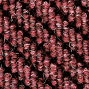 Cranberry