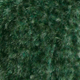 Fern