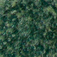 Spruce